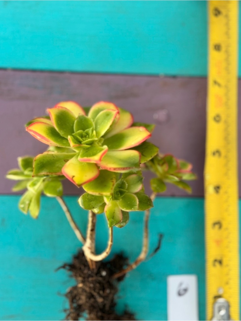 Aeonium "Kiwi"  Succulent Plant - Picture 16 of 17